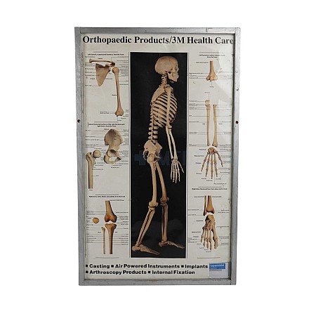 Skeletal Model Poster